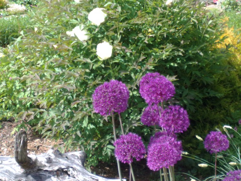 Allium hollandicum 'Purple Sensation'